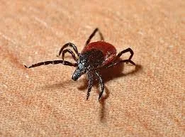 maladie-de-lyme-borreliose-de-lyme-demarches-diagnostiques-therapeutiques-et-preventives