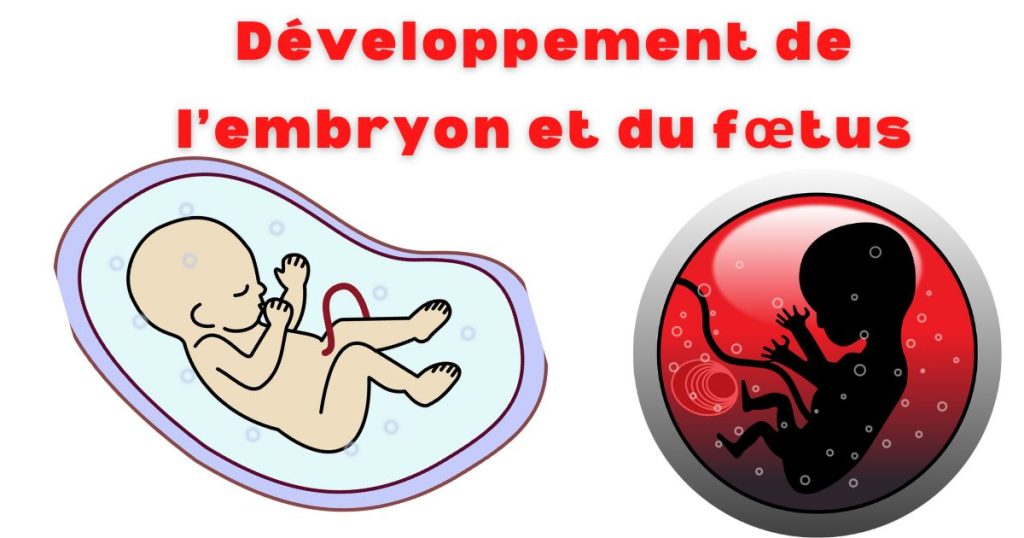 Developpement-de-lembryon-et-du-foetus