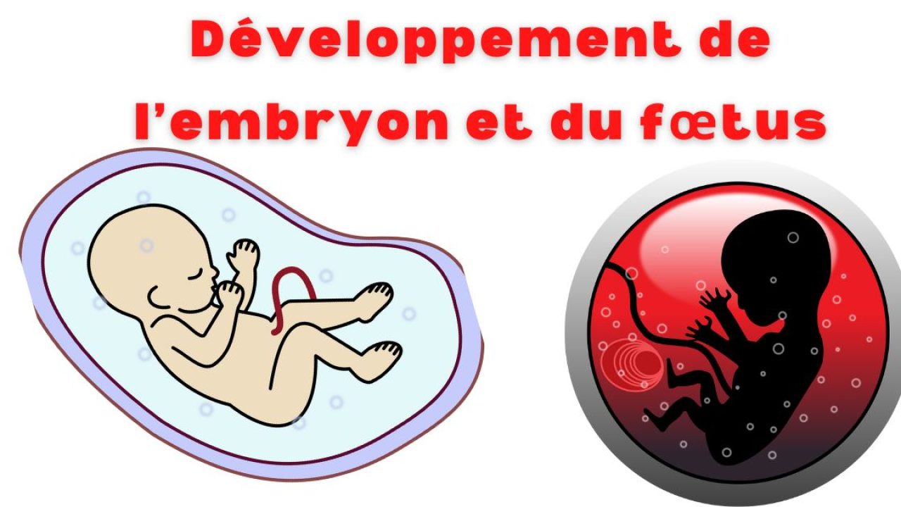Développement de l'embryon et du fœtus - infirmier pro
