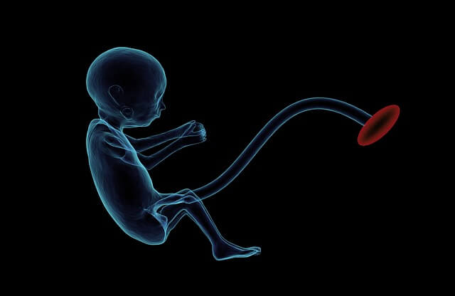 Développement de l’embryon et du fœtus